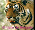 /album/fotogaleria/tigre-de-bengala-jpg/